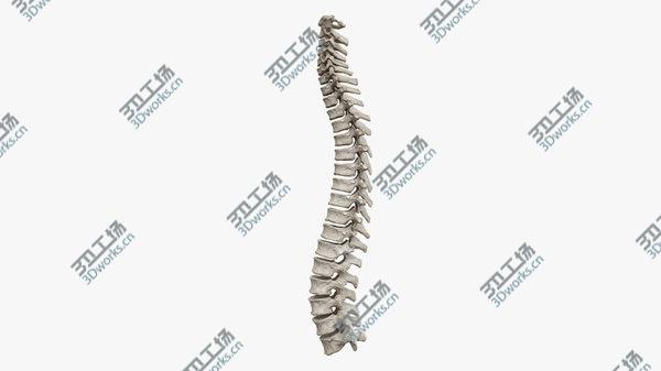 images/goods_img/20210312/Spine Rigged 3D model/1.jpg